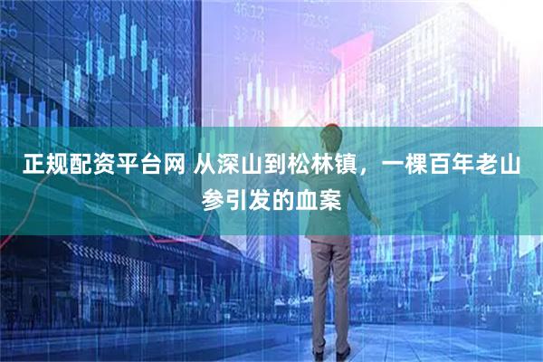 正规配资平台网 从深山到松林镇，一棵百年老山参引发的血案