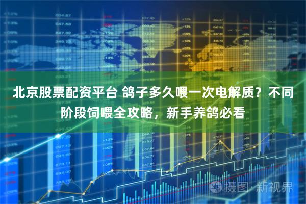 北京股票配资平台 鸽子多久喂一次电解质？不同阶段饲喂全攻略，新手养鸽必看