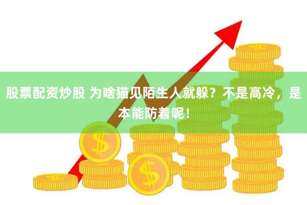 股票配资炒股 为啥猫见陌生人就躲？不是高冷，是本能防着呢！