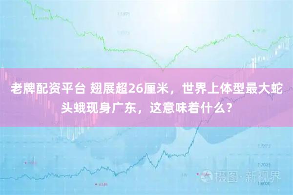 老牌配资平台 翅展超26厘米，世界上体型最大蛇头蛾现身广东，这意味着什么？